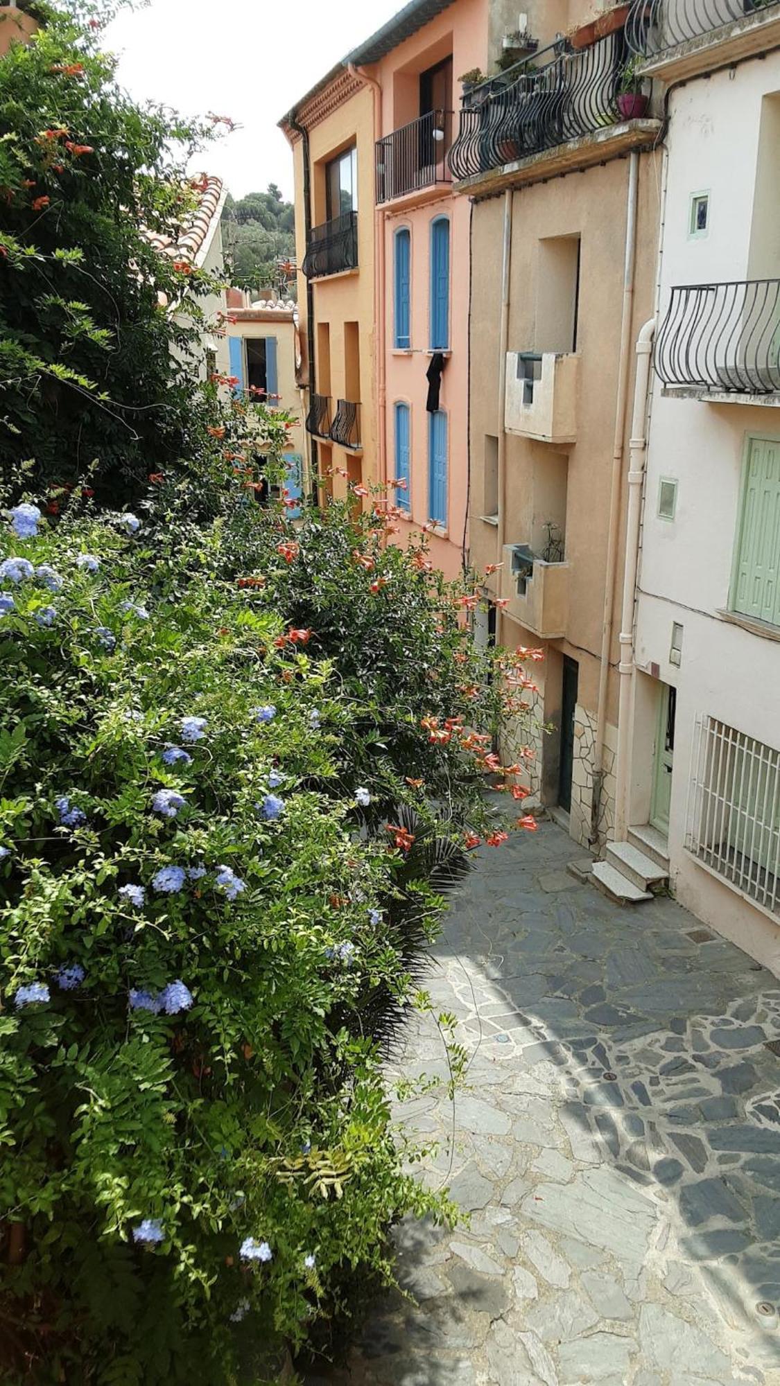 Jetez L'Ancre Dans Notre Maison De Pecheur ! Villa Collioure Dış mekan fotoğraf